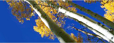 Image of trees and blue sky